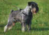 alb_capi_campo_05_02.jpg (21387 byte)