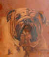 art_bulldog_cuoio.jpg (58507 byte)