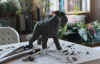 art_cucchi_schnauzer 2014 2.jpg (91908 byte)