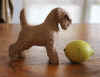 art_cucchi schnauzerino ipertipico.JPG (94436 byte)