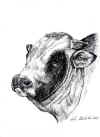 art_piemontese toro.jpg (129616 byte)