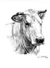 art_piemontese vacca.JPG (119894 byte)