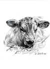 art_piemontese vitello.JPG (99888 byte)