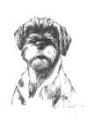 art_ritratto_Schnauzerina.jpg (1617999 byte)