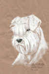 art_ritratto_cachorrina di Joao.jpg (355742 byte)