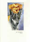 art_ritratto cani di Danila_amica.jpg (970928 byte)