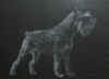 art_ritratto_chicco.jpg (23765 byte)