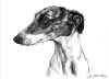 art_ritratto_whippet.JPG (275755 byte)