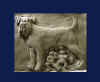 art_schnauzer_capitolina.jpg (105422 byte)