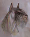 art_schnauzer pastelli.jpg (396970 byte)