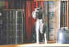art_statuina tra libri.jpg (25960 byte)