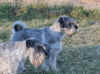 fandango in visita 2.jpg (1127700 byte)