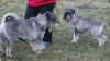 fandango in visita 4.jpg (984461 byte)